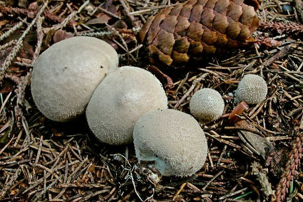 Lycoperdon molle Pers. (COMMESTIBILE) Foto Emilio Pini