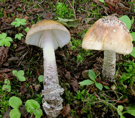 Amanita ceciliae (Berk. & Broome) Bas (COMMESTIBILE) Foto Emilio Pini