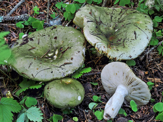 Russula aeruginea Lindblad ex Fr. 1863  (COMMESTIBILE) Foto Emilio Pini