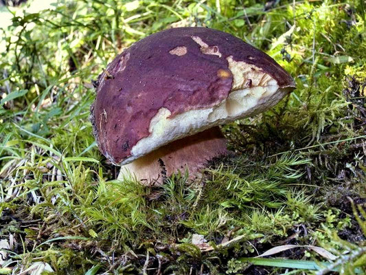 Boletus pinophilus Pilat & Dermek (COMMESTIBILE) Foto Emilio Pini