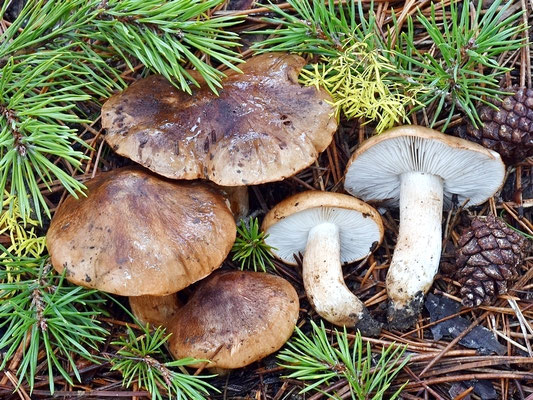 Tricholoma pessundatum (Fr.) Quél. 1872 (NON COMMESTIBILE) foto Emilio pini