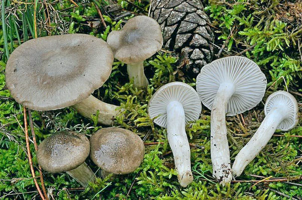 Hygrophorus pinophylus (COMMESTIBILE) Foto Emilio Pini 