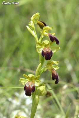Ophrys fusca ssp lucana