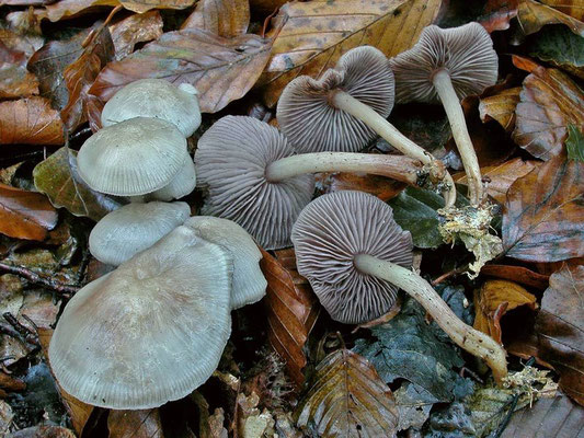 Mycena pelianthina (Fr.) Quél. 1872 (NON COMMESTIBILE) Foto Emilio Pini 