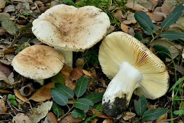 Russula rubroalba var. albrocretacea Sarnari (COMMESTIBILE) Foto Emilio Pini