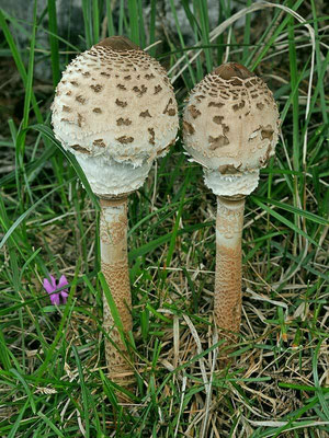 Macrolepiota procera (Scop.) Singer (COMMESTIBILE) Foto Emilio Pini