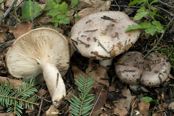 Lactarius albocarneus Britzelm. (NON COMMESTIBILE) Foto Emilio Pini 