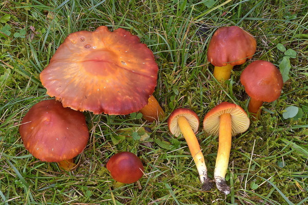 Hygrocybe punicea (Fr.) P. Kumm. (COMMESTIBILE) Foto Emilio Pini 