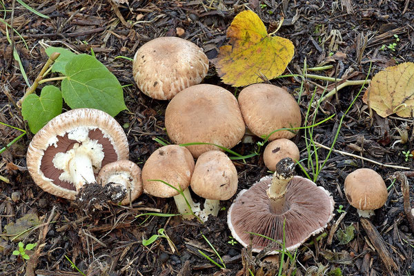 Agaricus campestris var. squamulosus (Rea) Pilát 