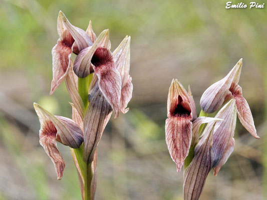 Serapias nurrica (Regione Sardegna)