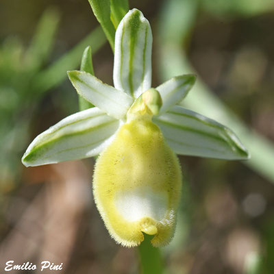 Ophrys bertoloni