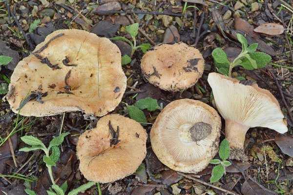 Lactarius tesquorum Malençon (NON COMMESTIBILE) Foto Emilio Pini 