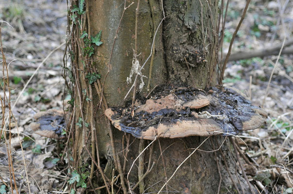 Ganoderma applanatum (Pers.) Pat. (NON COMMESTIBILE) Foto Emilio Pini 