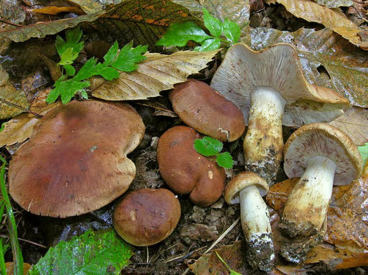 Tricholoma ustale (Fr.) P. Kumm. (NON COMMESTIBILE) Foto Emilio Pini 