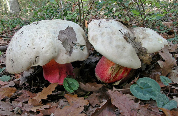 Boletus satanas Lenz (VELENOSO) Foto Emilio Pini