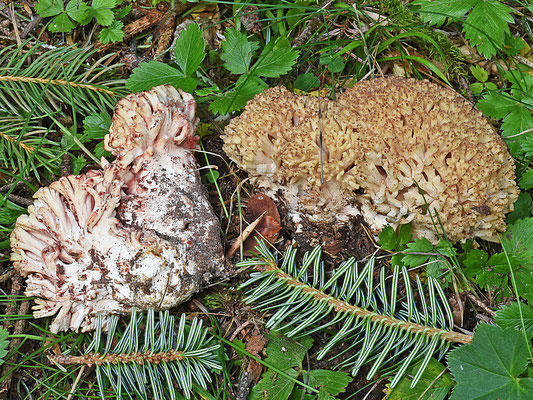 Ramaria rufescens (Schaeff.) Corner 1950(NON COMMESTIBILE) Foto Emilio Pini 