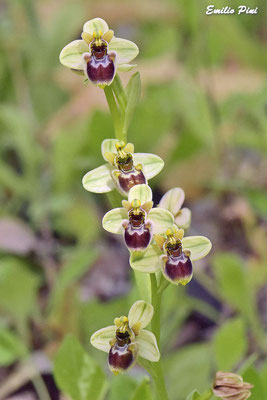 Ophrys neglecta x Ophrys bombiliflora