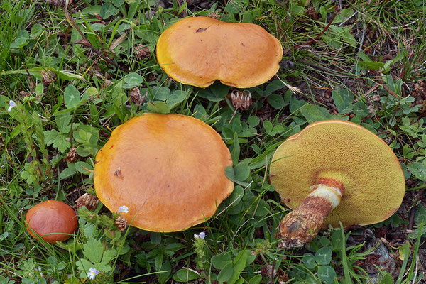 Suillus grevillei (Klotzsch) Singer 1945 (COMMESTIBILE) Foto Emilio Pini 