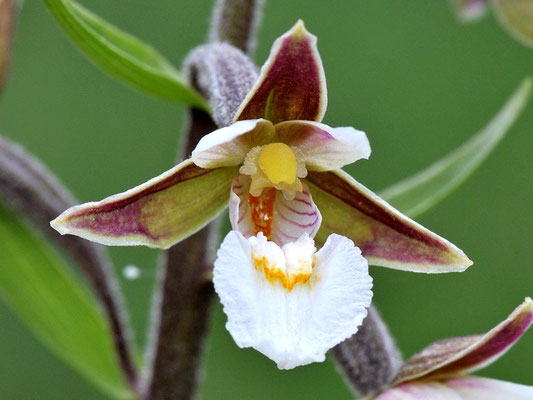 Epipactis palustris (Regione Emilia Romagna)