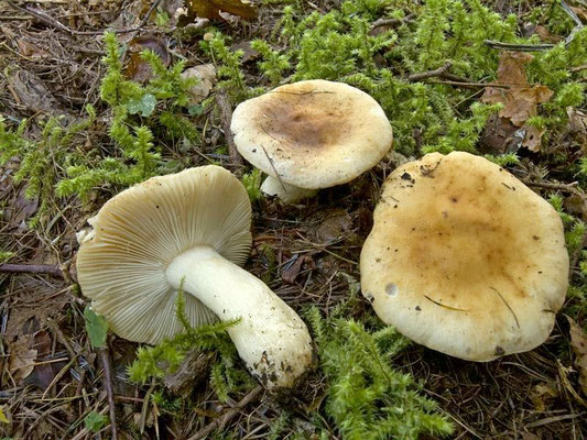 Russula fellea (Fr.) Fr. 1838 (NON COMMESTIBILE) Foto Emilio Pini