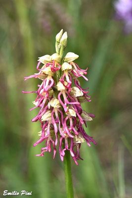 Orchis antropophora x Orchis simia  Regione Piemonte