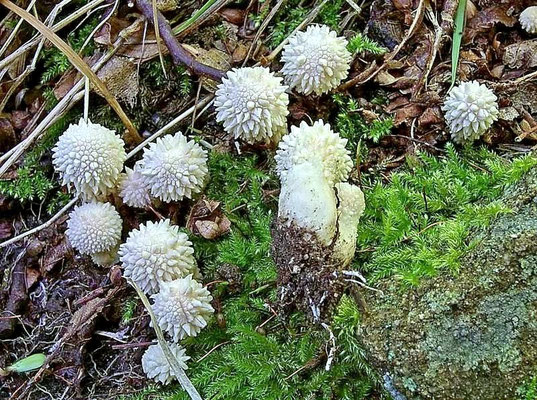 Lycoperdon perlatum Pers. (COMMESTIBILE) Foto Emilio Pini 