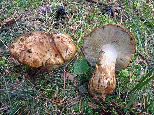 Tricholoma colossus (Fr.) Quél. 1872 (COMMESTIBILE) Foto Emilio Pini