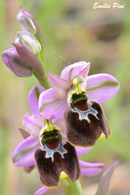 Ophrys neglecta x Ophrys  morisi