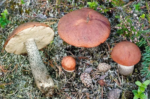 Leccinum vulpinum Watling (COMMESTIBILE) Foto Emilio Pini 