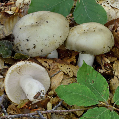 Russula faustiana Sarnari 1992 (COMMESTIBILE) Foto Emilio Pini 