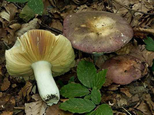 Russula romellii Maire 1910 (COMMESTIBILE) Foto Emilio Pini 