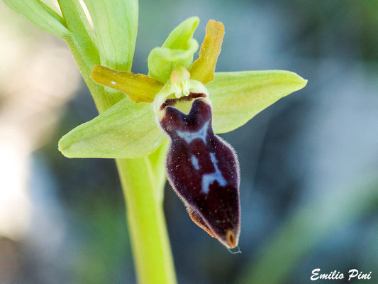 Ophrys corsica x Ophrys incubacea