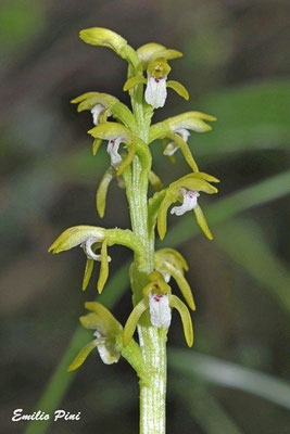 Corallorhyza trifida (Regione Lombardia)