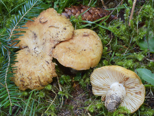 Russula camarophylla Romagn. 1967 (COMMESTIBILE) Foto Emilio Pini 