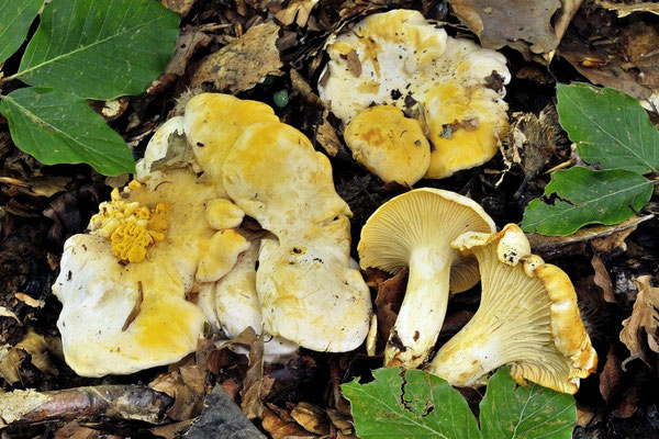 Cantharellus pallens Pilát (COMMESTIBILE) Foto Emilio Pini 