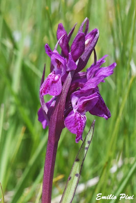 Dactylorhyza lapponica (Provincia Trento)