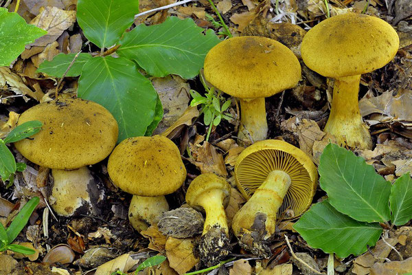 Cortinarius cotoneus Fr. (VELENOSO)  Foto Emilio Pini