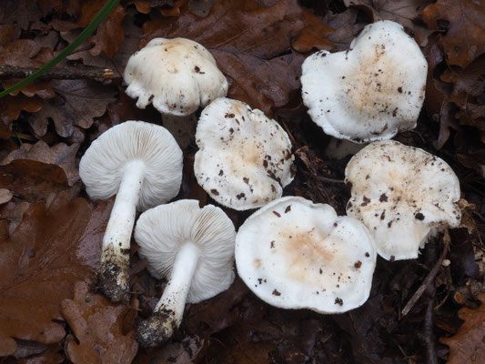 Tricholoma columbetta (Fr.) P. Kumm. 1871 (COMMESTIBILE) Foto Stefano Gatti 