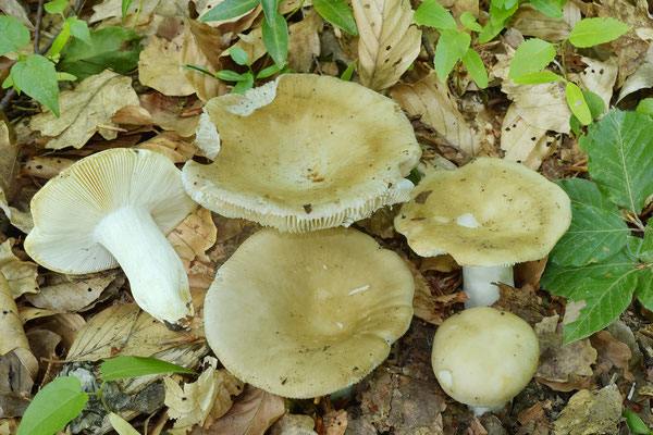 Russula faustiana Sarnari 1992 (COMMESTIBILE) Foto Emilio Pini 