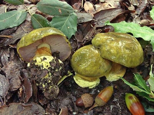 Cortinarius ionochlorus Maire (NON COMMESTIBILE)  Foto Emilio Pini