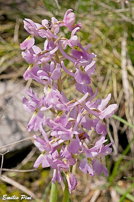 Orchis ovalis x Orchis pauciflora  Regione Toscana