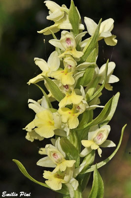 Dactilorhyza insularis (Regione Sardegna)