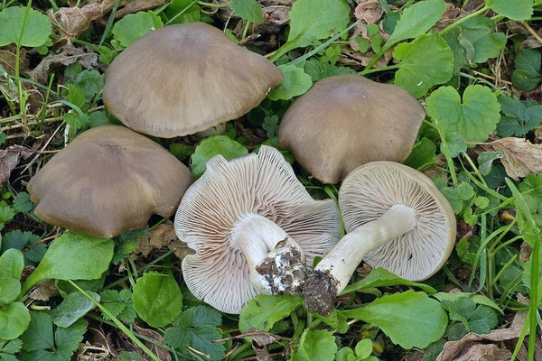 Entoloma lividoalbum (Kühner & Romagn.) Kubička (NON COMMESTIBILE) Foto Emilio Pin