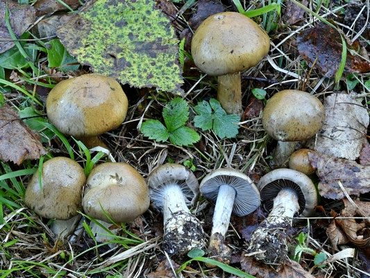 Cortinarius infractus (Pers.) Fr. (NON COMMESTIBILE) Foto Emilio Pini