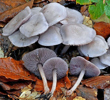 Mycena pelianthina (Fr.) Quél. 1872 (NON COMMESTIBILE) Foto Emilio Pini 