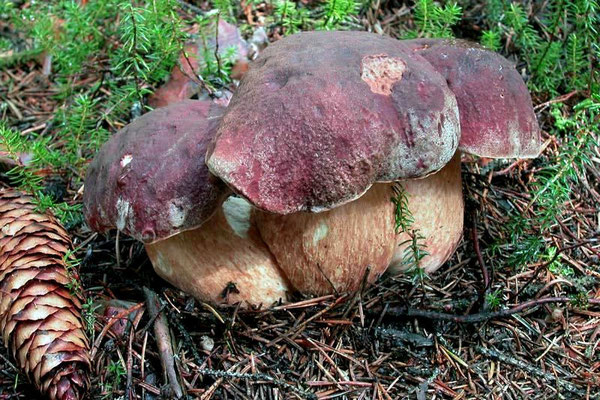 Boletus pinophilus Pilat & Dermek (COMMESTIBILE) Foto Emilio Pini