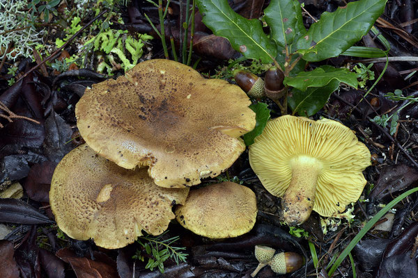 Tricholoma chrysophyllum A. Riva, C.E. Hermos. & Jul. Sánchez (NON COMMESTIBILE) Foto Emilio Pini