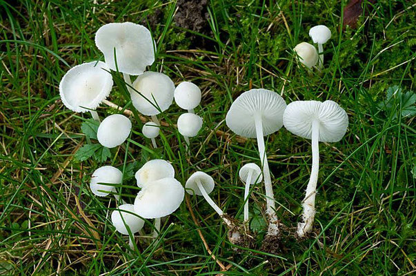 Hemimycena lactea (Pers.) Singer (NON COMMESTIBILE) Foto Emilio Pini 