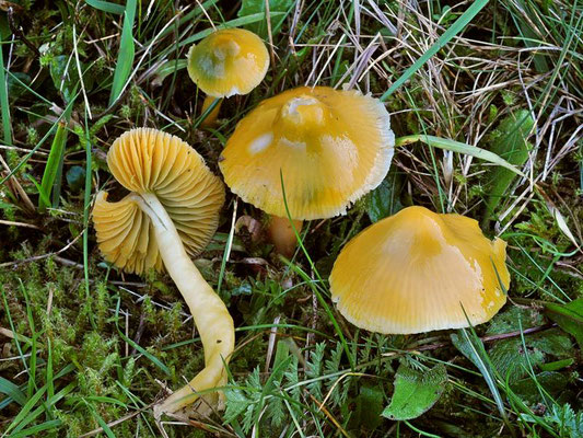 Hygrocybe psittacina (Schaeff.) P. Kumm. (COMMESTIBILE)  Foto Emilio Pini 
