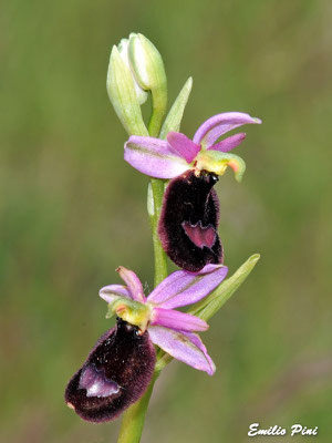 Ophrys benacensis